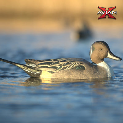 Avian X Power Swimmer Pintail Drake Motion Duck Decoy with 10+ Hour Battery - VMInnovations