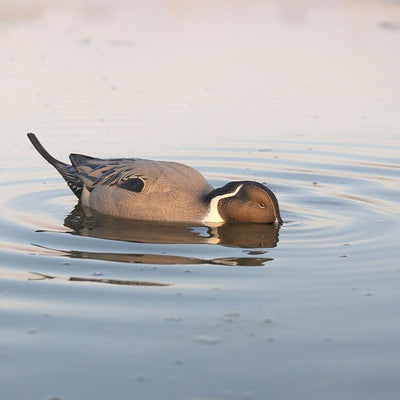 Avian-X Power Pintail Motion Duck Decoy Floating Surface Feeder (Open Box) - VMInnovations