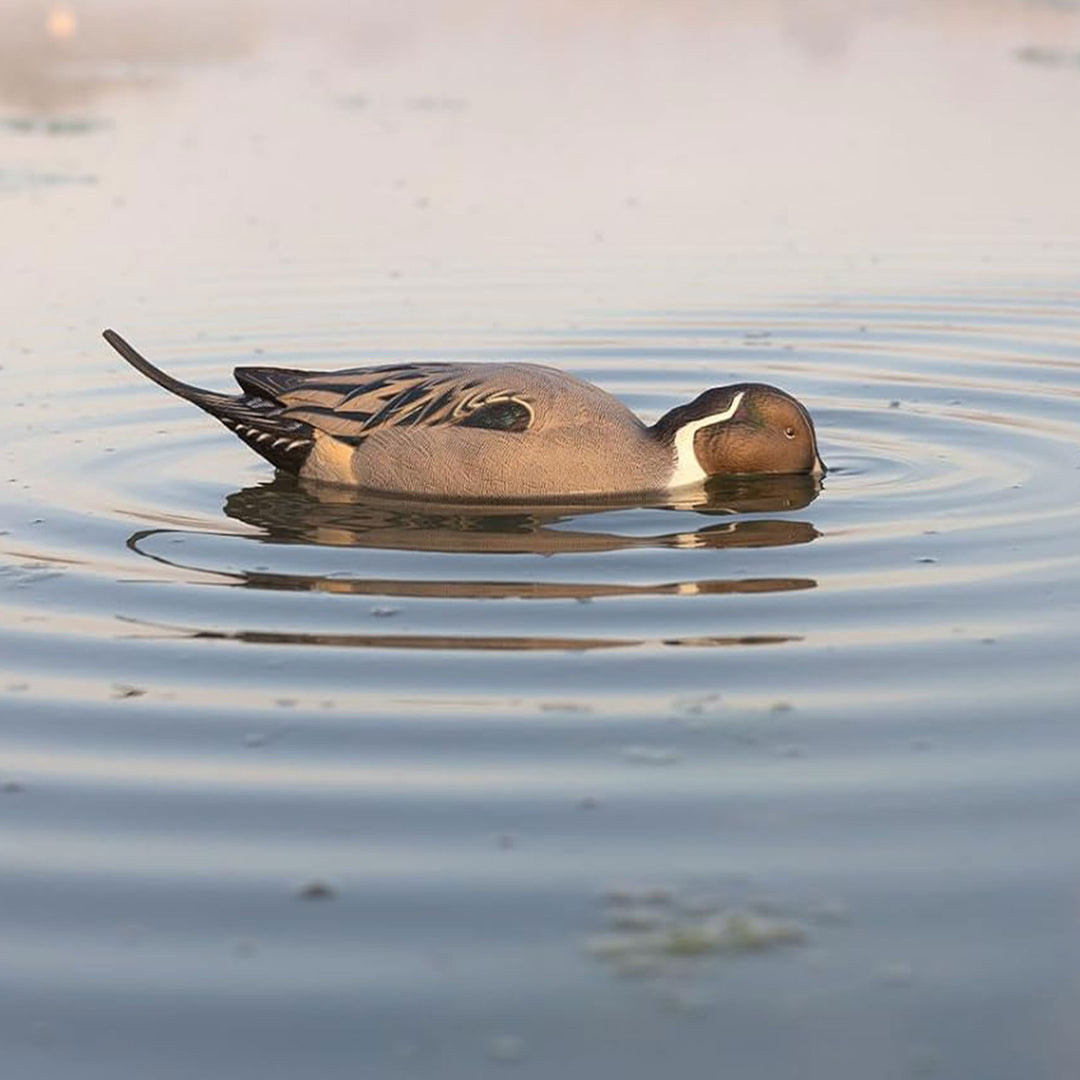 Avian-X Power Shaker Pintail Motion Duck Decoy Floating Surface Feeder, Brown