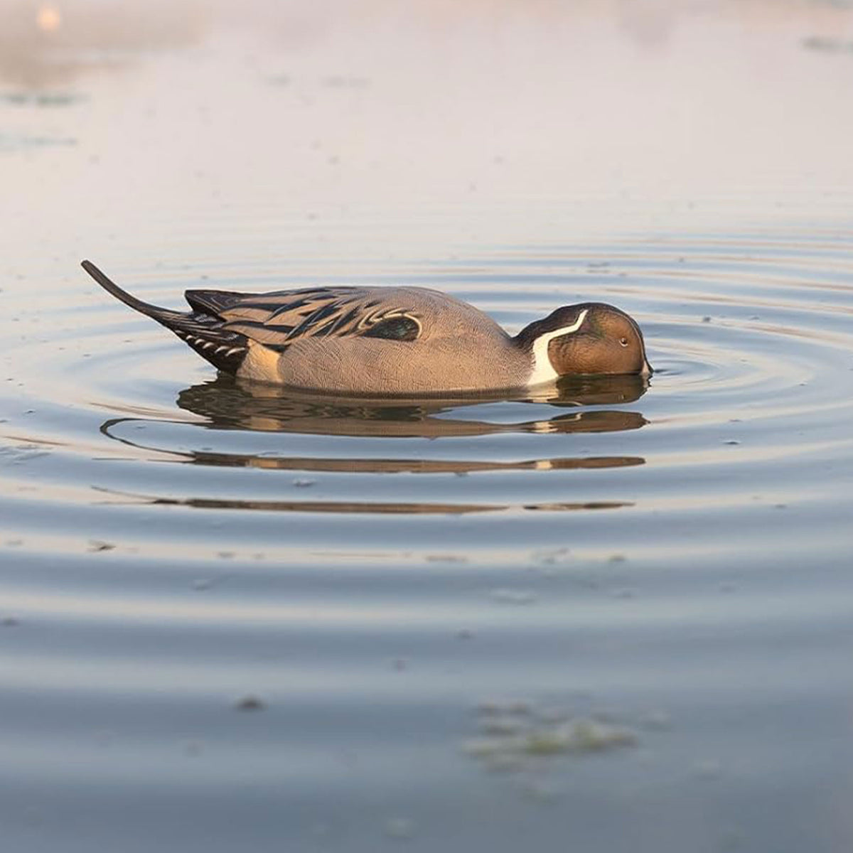 Avian-X Power Pintail Motion Duck Decoy Floating Surface Feeder (Open Box) - VMInnovations