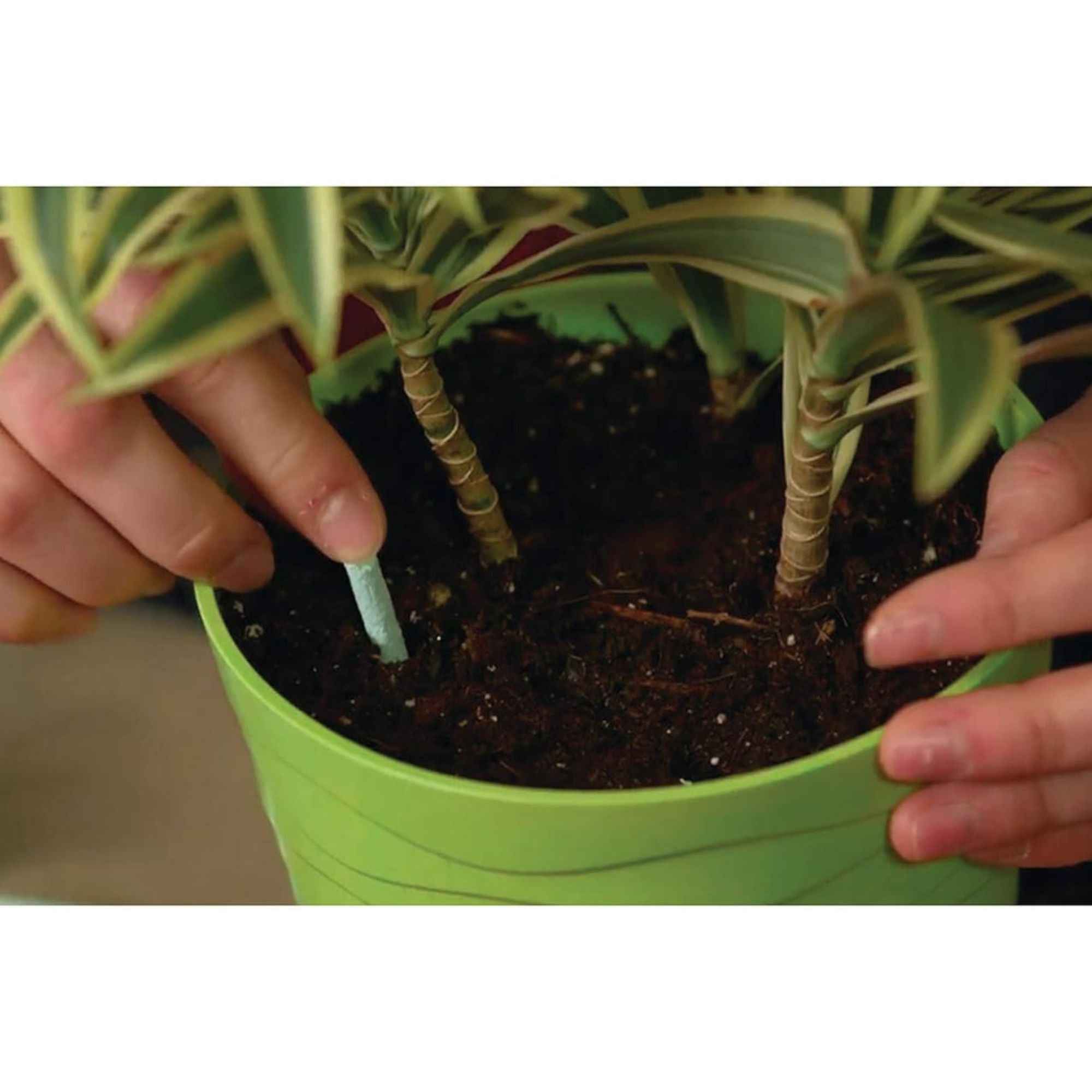 Miracle-Gro 24 Pack Indoor Plant Food Spikes, Continuous Feeding for Houseplants