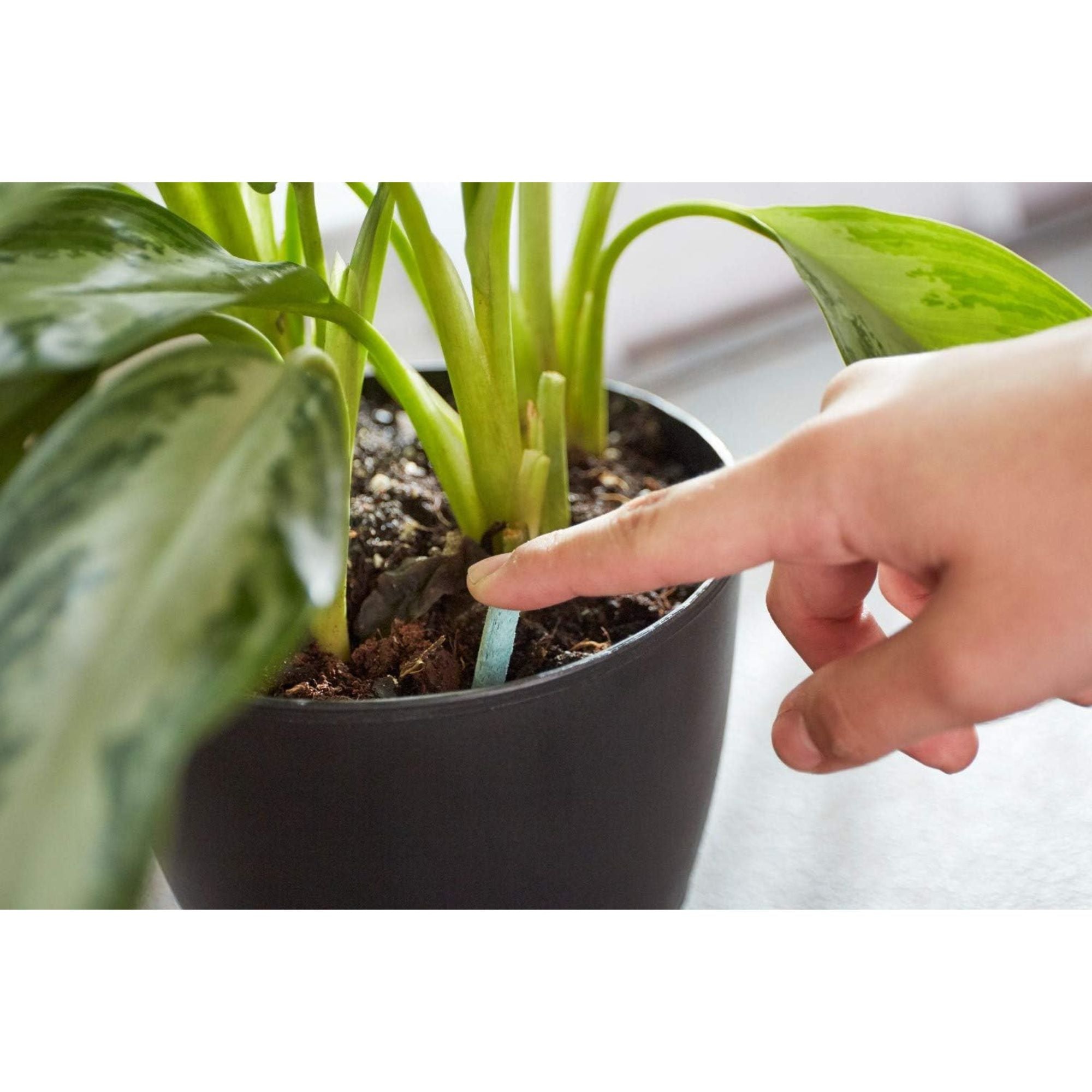 Miracle-Gro 24 Pack Indoor Plant Food Spikes, Continuous Feeding for Houseplants