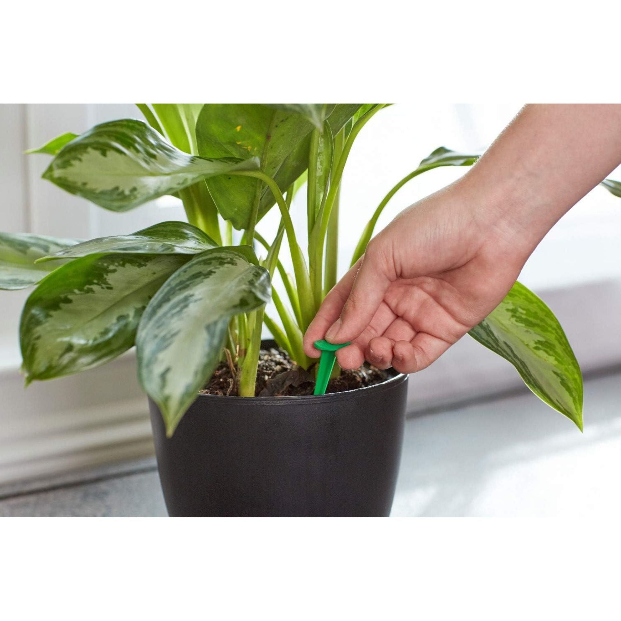 Miracle-Gro 24 Pack Indoor Plant Food Spikes, Continuous Feeding for Houseplants