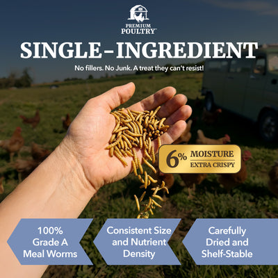 Premium Poultry 10 Pound Dried Mealworms Natural High Protein Chicken Feed Treat