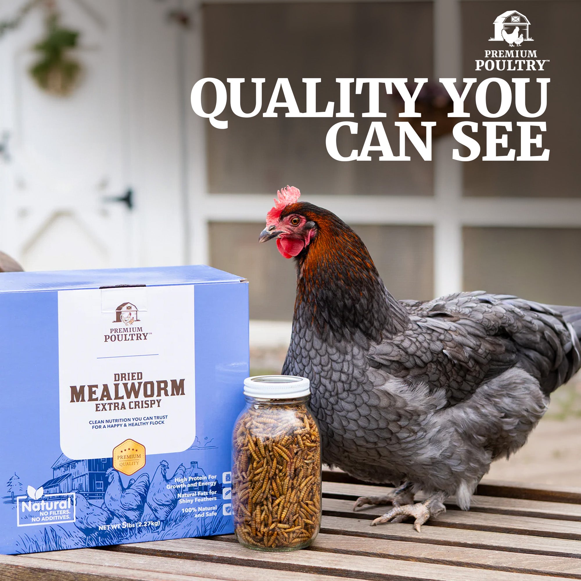 Premium Poultry 10 Pound Dried Mealworms Natural High Protein Chicken Feed Treat