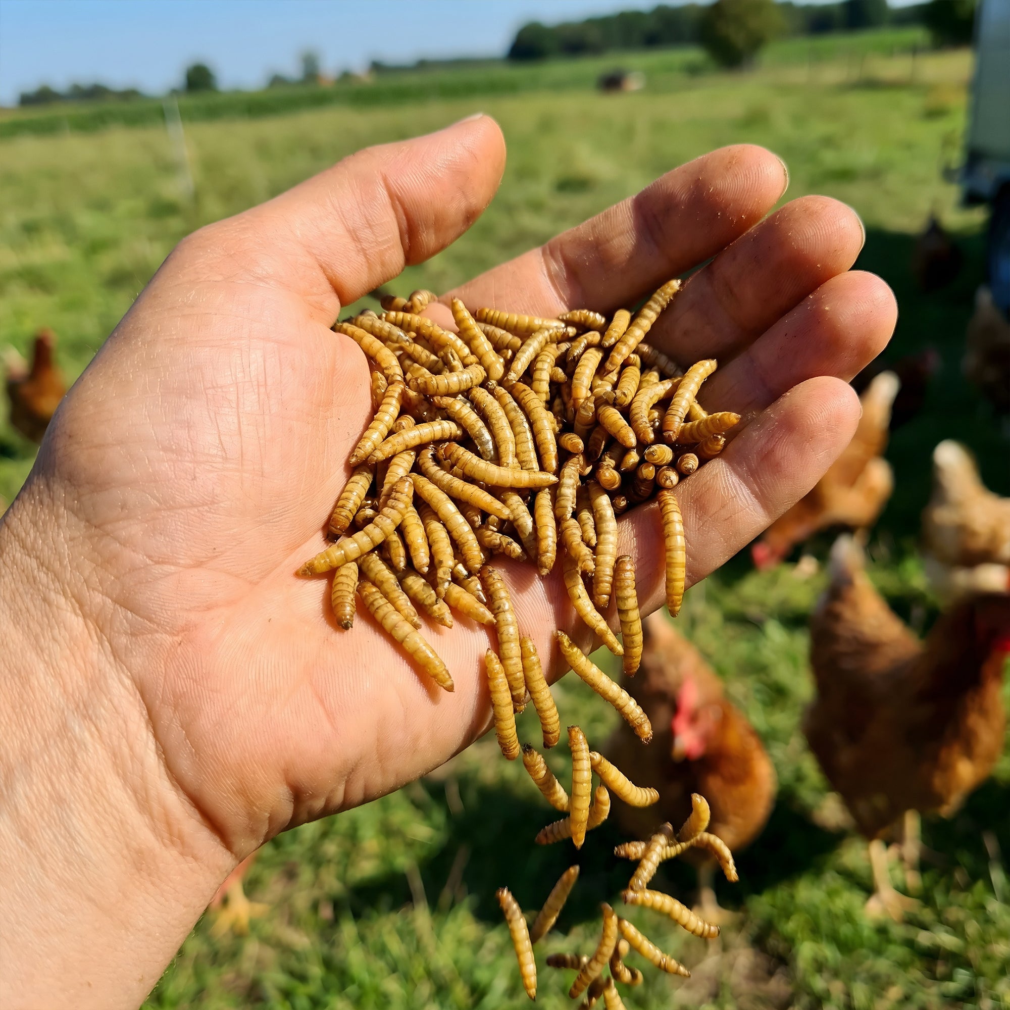 Premium Poultry 15 Pound Dried Mealworms Natural High Protein Chicken Feed Treat - VMInnovations