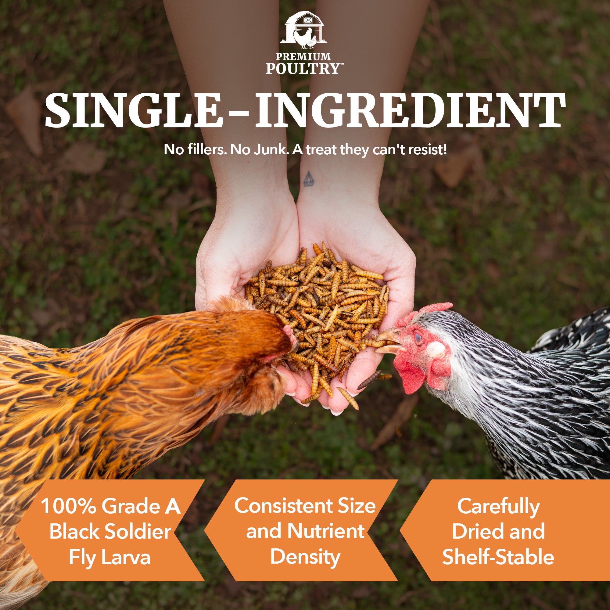 Premium Poultry 5 lb Mealworms and 5 lb Black Soldier Fly Dried Chicken Feed