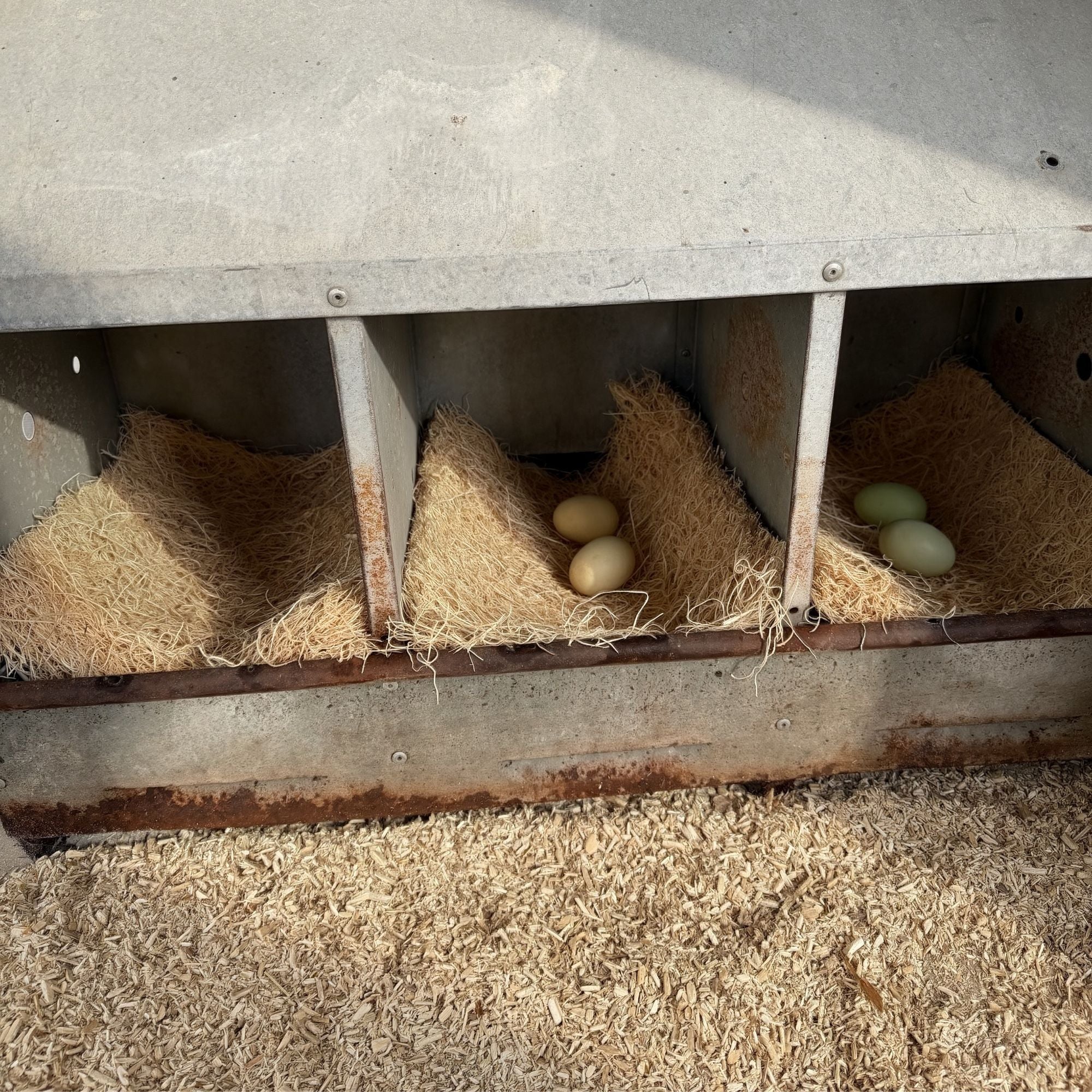 Premium Poultry 20-Pk Aspen Nesting Pads for Chicken Coop Nest Boxes, (Open Box)