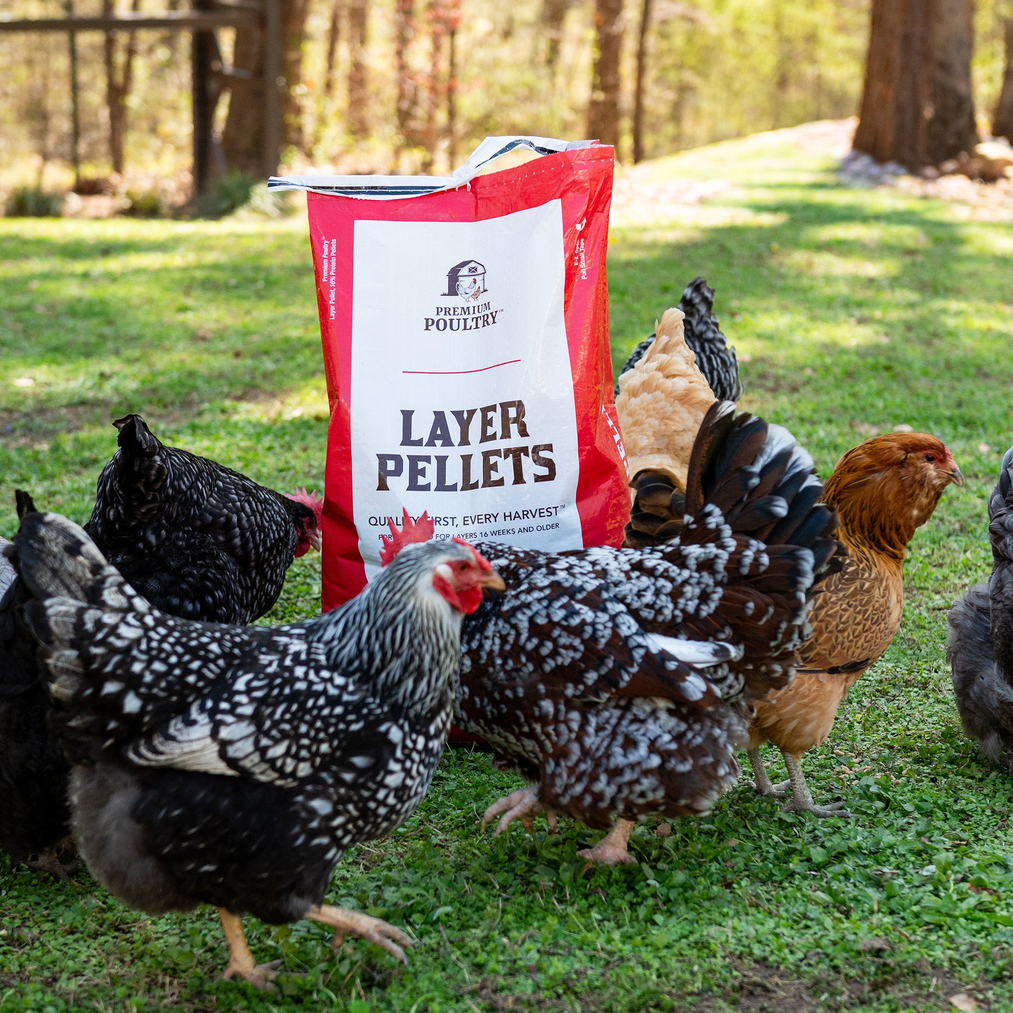 Premium Poultry Layer Pellets for Laying Hens, 16% Protein Blend Feed, 2000 lb