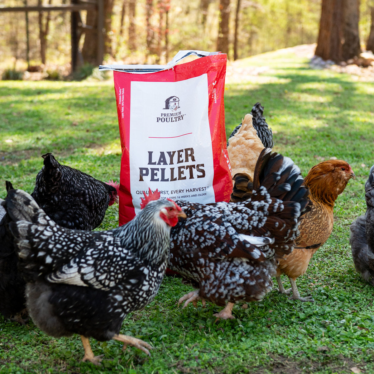 Premium Poultry Layer Pellets for Laying Hens, 16% Protein Blend Feed, 80 lb