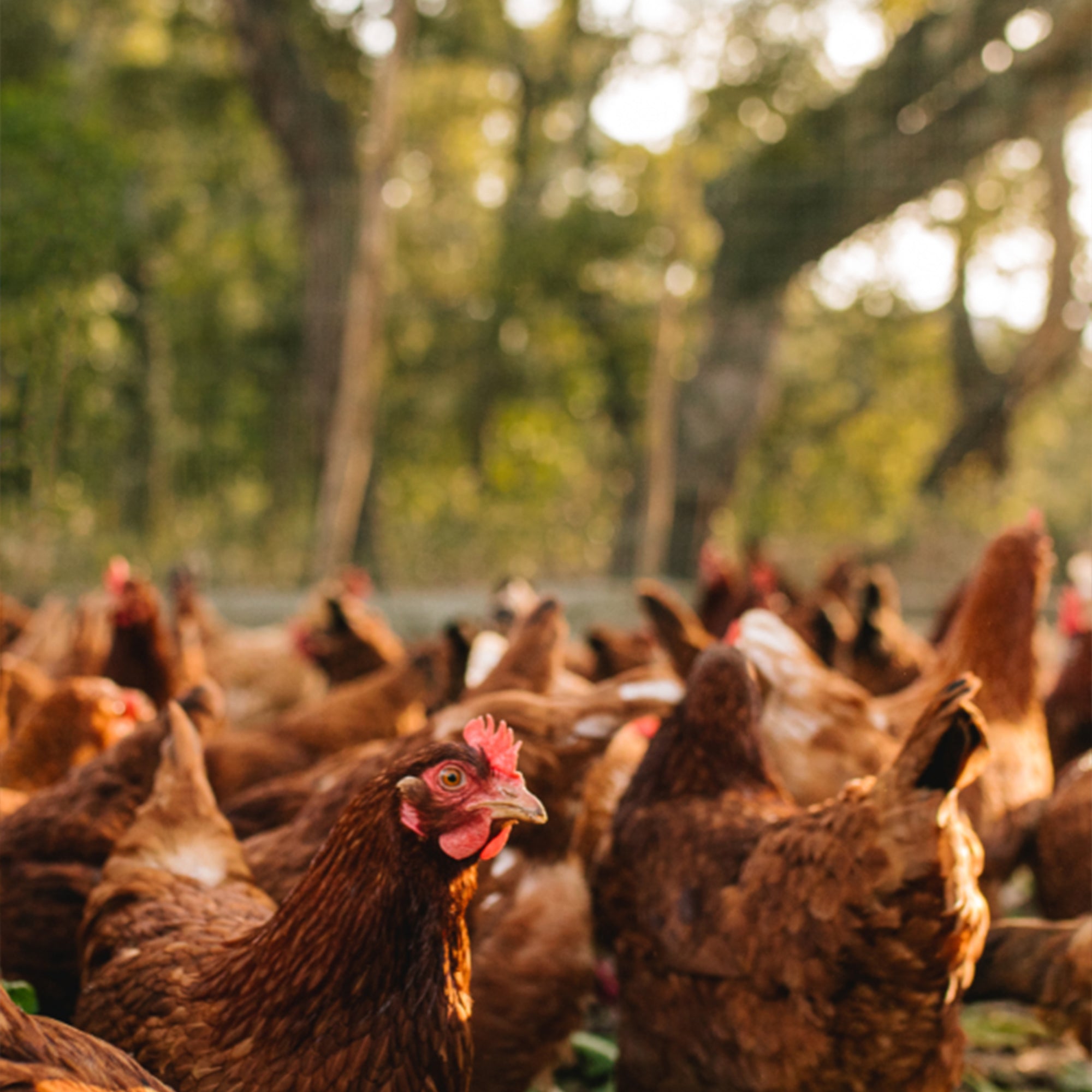 Premium Poultry Layer Pellets for Laying Hens, 16% Protein Blend Feed (Open Box)