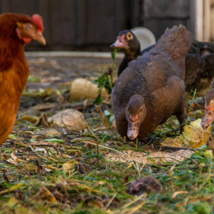 Premium Poultry Layer Pellets for Laying Hens, 16% Protein Blend Feed, 2000 lb - VMInnovations
