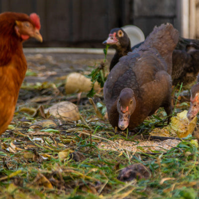 Premium Poultry Layer Pellets for Laying Hens, 16% Protein Blend Feed (Open Box)