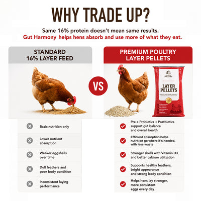 Premium Poultry Layer Pellets for Laying Hens, 16% Protein Blend Feed, 2000 lb - VMInnovations