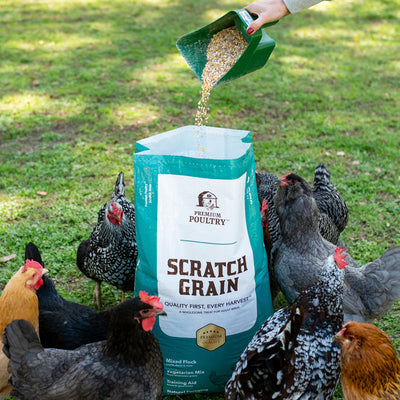 Premium Poultry Scratch Grain for Adult Chickens, Ducks, and Turkeys, 40 Pounds