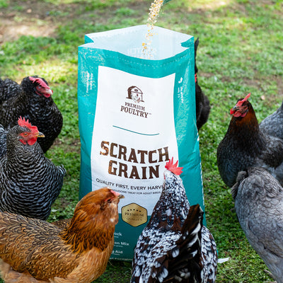 Premium Poultry Scratch Grain for Adult Chickens, Ducks, and Turkeys, 40 Pounds