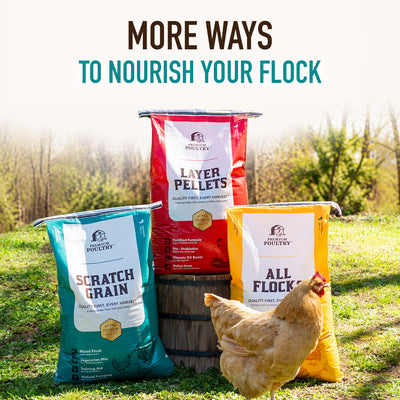 Premium Poultry Scratch Grain for Adult Chickens, Ducks, and Turkeys, 40 Pounds
