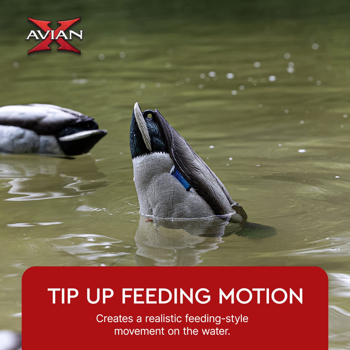 Avian-X Tip Up Mallard Duck Decoy, Patent-Pending Feeding Motion, 12-Hr Battery