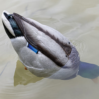 Avian-X Tip Up Mallard Duck Decoy, Patent-Pending Feeding Motion, 12-Hr Battery