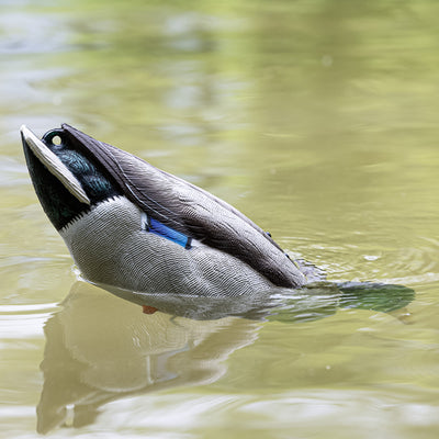 Avian-X Tip Up Mallard Duck Decoy, Patent-Pending Feeding Motion, 12-Hr Battery