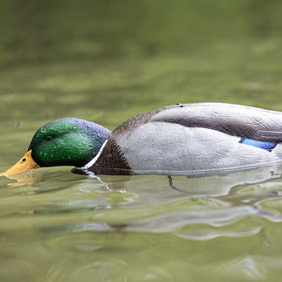 Avian-X Tip Up Mallard Duck Decoy, Patent-Pending Feeding Motion, 12-Hr Battery