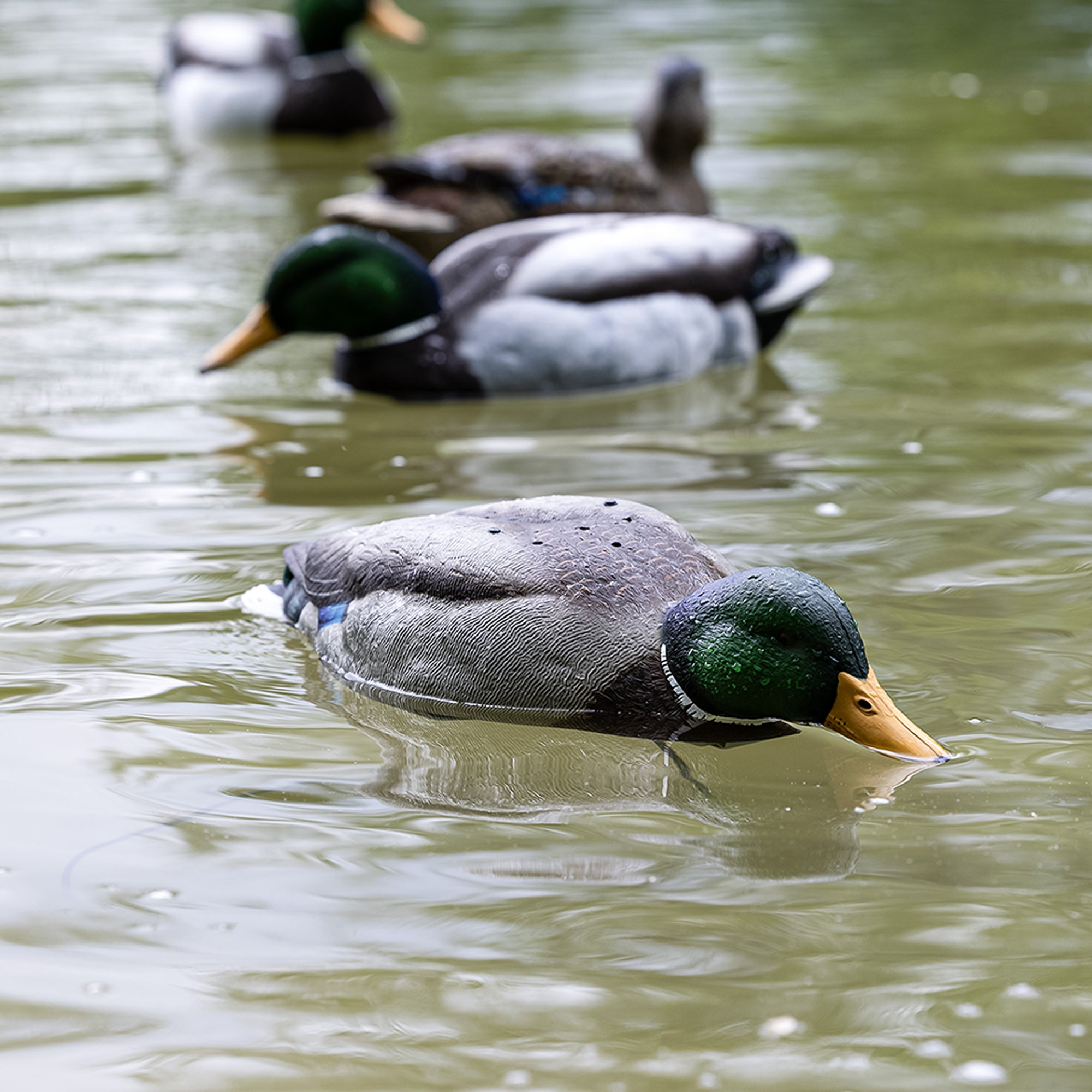 Avian-X Tip Up Mallard Duck Decoy, Patent-Pending Feeding Motion, 12-Hr Battery
