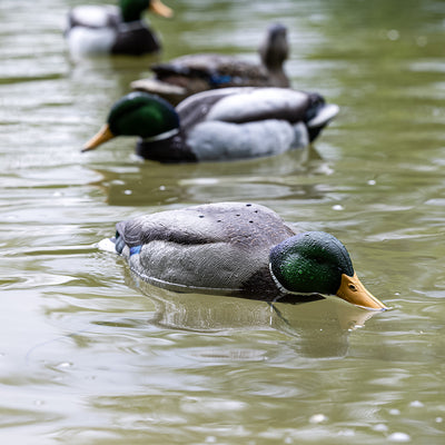 Avian-X Tip Up Mallard Duck Decoy, Patent-Pending Feeding Motion, 12-Hr Battery