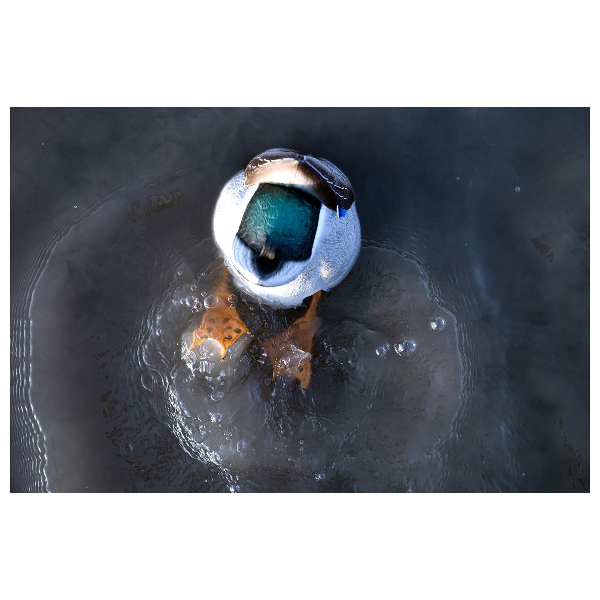 Avian-X Power Butt Kicker Drake Mallard Motion Duck Realistic Floating Decoy - VMInnovations