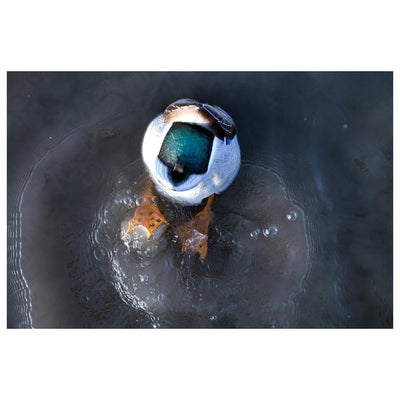 Avian-X Power Butt Kicker Drake Mallard Motion Duck Realistic Floating Decoy - VMInnovations