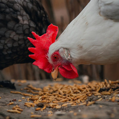 Eaton Pet and Pasture Premium Grubs, High-Calcium Treat for Chickens, Ducks, 5Lb - VMInnovations