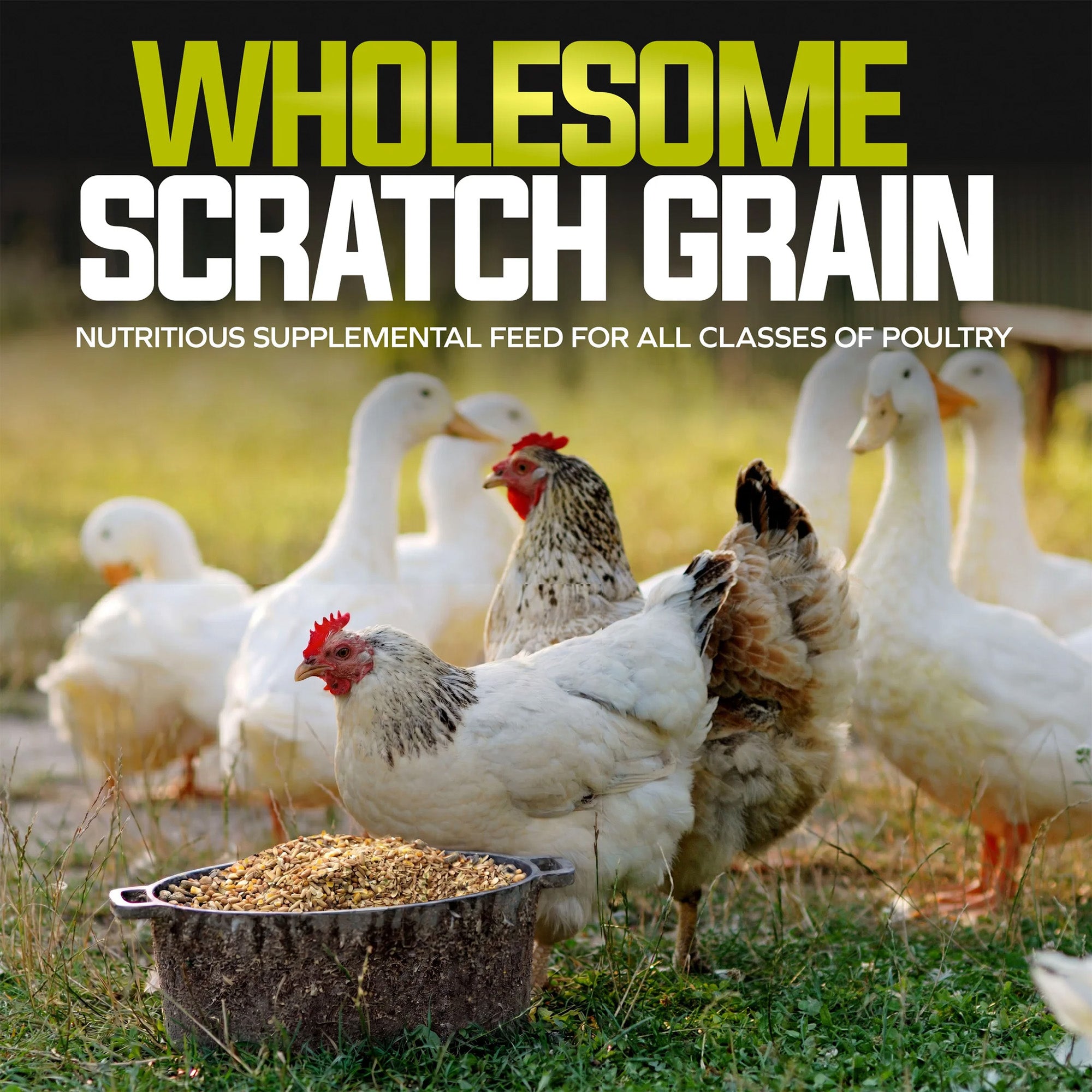 Sun Joe Premium Poultry Scratch Grain, Chicken Feed and Treats, 25 lb Bag