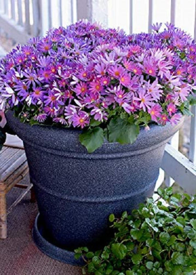 HC Companies Terrazzo 36 In Plant Saucer w/ Wakefield HERO Blend Garden Compost