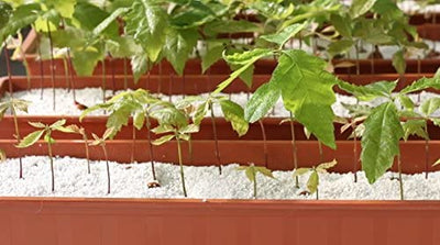 GROW!T Super Coarse #2 Perlite for Hydroponic Greenhouses Gardens 4 Cubic Feet - VMInnovations
