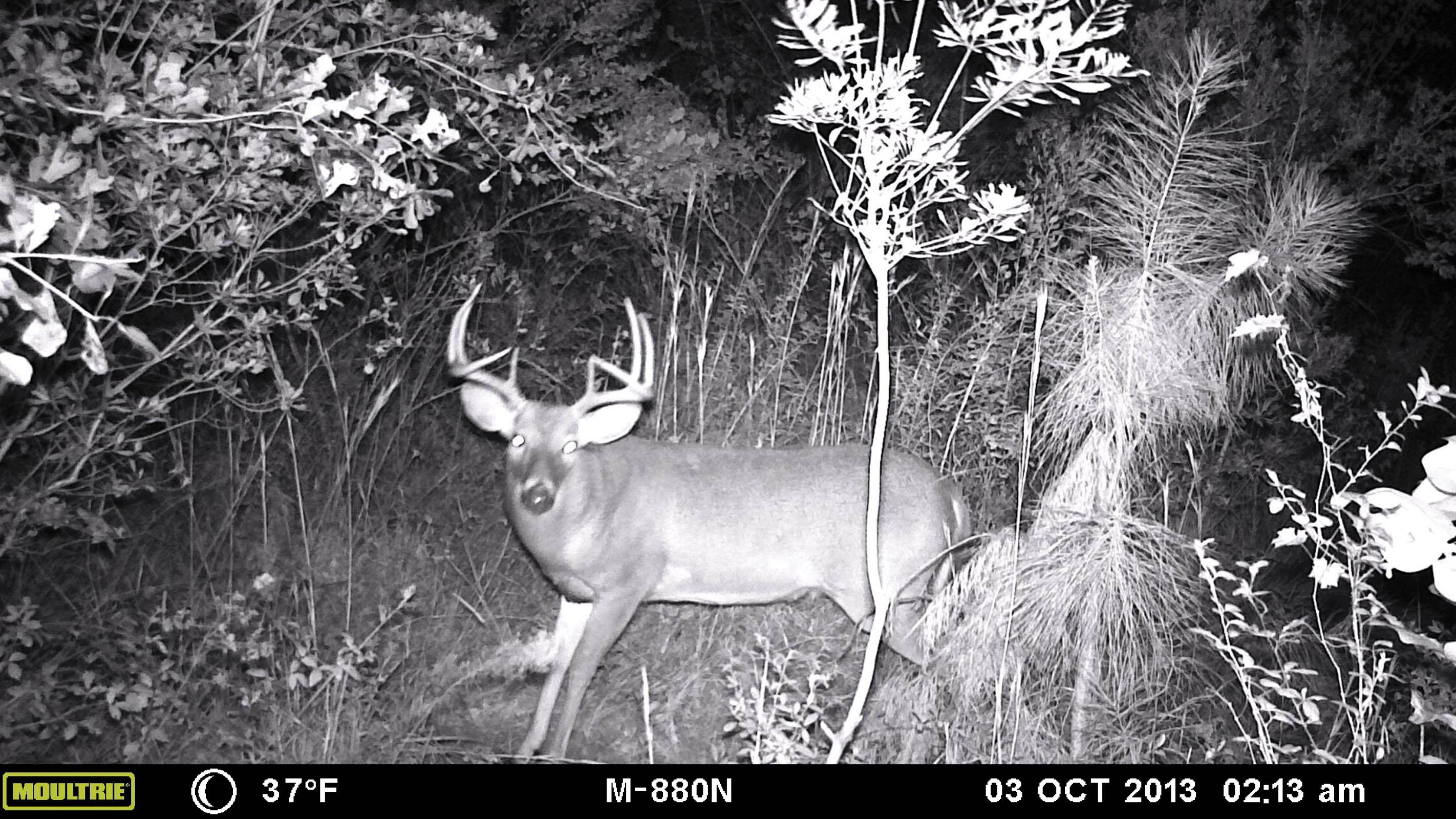 MLB-800i No Glow 8 MP Mini Infrared Digital Trail Game Hunting Camera (FOR PARTS