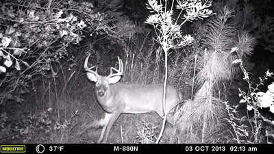 MLB-800i No Glow 8 MP Mini Infrared Digital Trail Game Hunting Camera (FOR PARTS