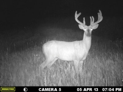 MOULTRIE A-8 Low Glow Infrared Digital Trail Game Hunting Camera (Open Box)