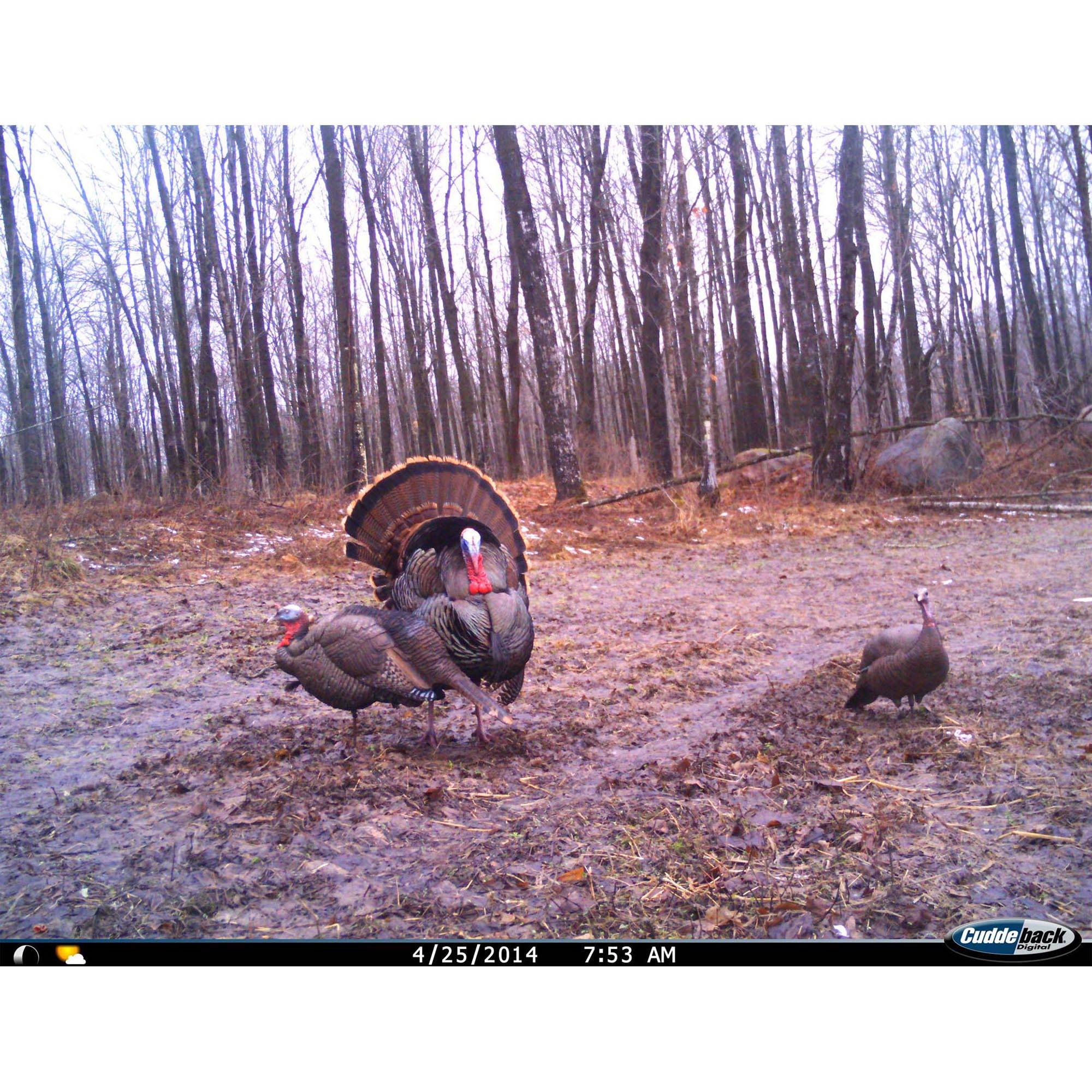 CUDDEBACK Model E2 Long Range IR Infrared Micro Game Hunting Camera (Open Box)