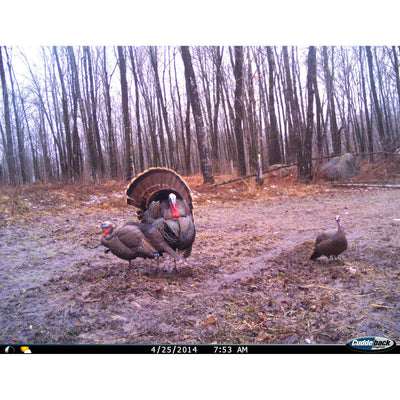 CUDDEBACK Model E2 Long Range IR Infrared Micro Game Hunting Camera (Open Box)