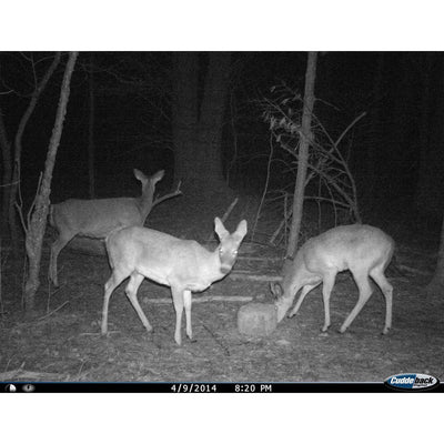 CUDDEBACK Model E2 Long Range IR Infrared Micro Game Hunting Camera (Open Box)