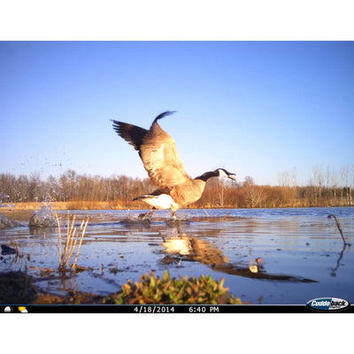 CUDDEBACK Model E2 Long Range IR Infrared Micro Game Hunting Camera (Open Box)