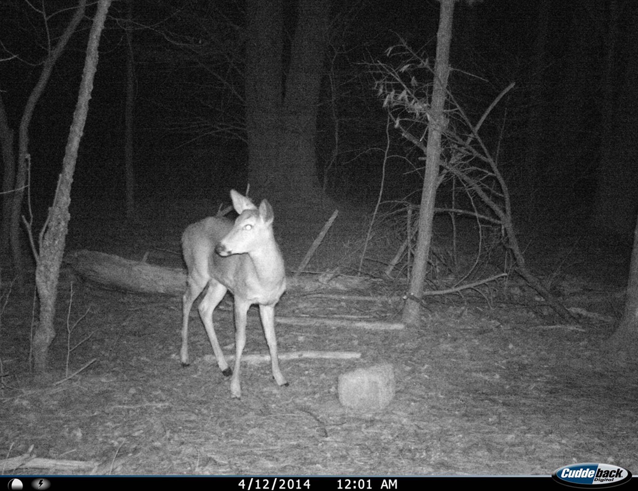 CUDDEBACK C23 Black Flash No Glow & Long Range IR Micro Trail Game Camera | 20MP