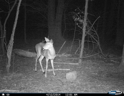 CUDDEBACK C23 Black Flash No Glow & Long Range IR Micro Trail Game Camera | 20MP