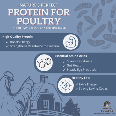 Dried Mealworms for Chickens – High Protein Chicken Treats for Egg Production & Flock Health – Bulk Mealworms for Ducks, Wild Birds, Reptiles & Backyard Poultry Feed, 5lb - VMInnovations