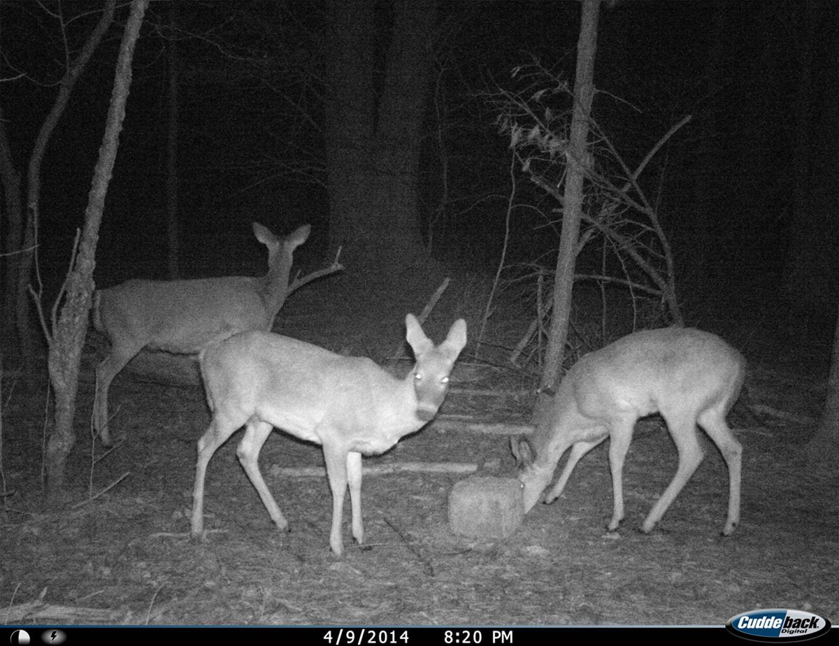 CUDDEBACK Model F2 IR Plus 1309 Infrared Micro Trail Game Hunting Camera | Used