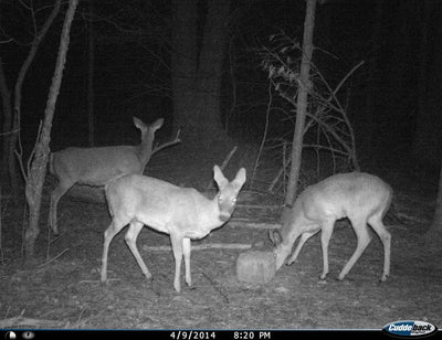 CUDDEBACK Model F2 IR Plus 1309 Infrared Micro Trail Game Hunting Camera | Used