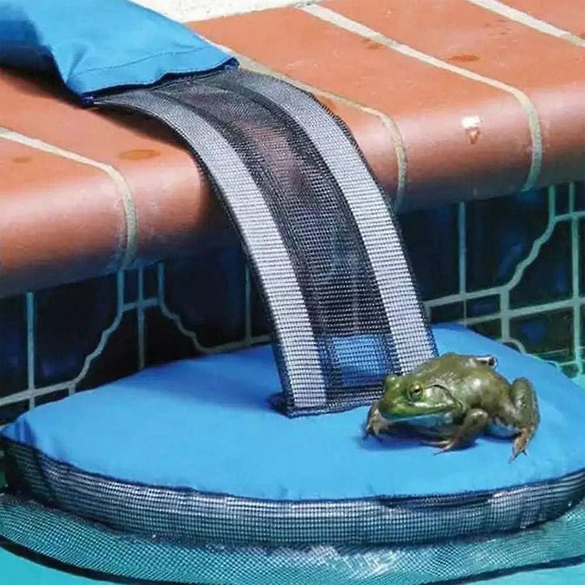 Swimline Swimming Pool Froglog Critter Saving Escape Ramp (Open Box) (4 Pack) - VMInnovations