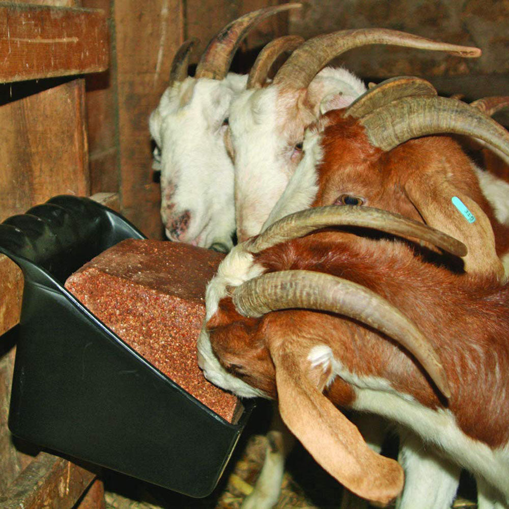 Little Giant 50lb Plastic Universal Livestock Block Holder and Feeder (Open Box) - VMInnovations