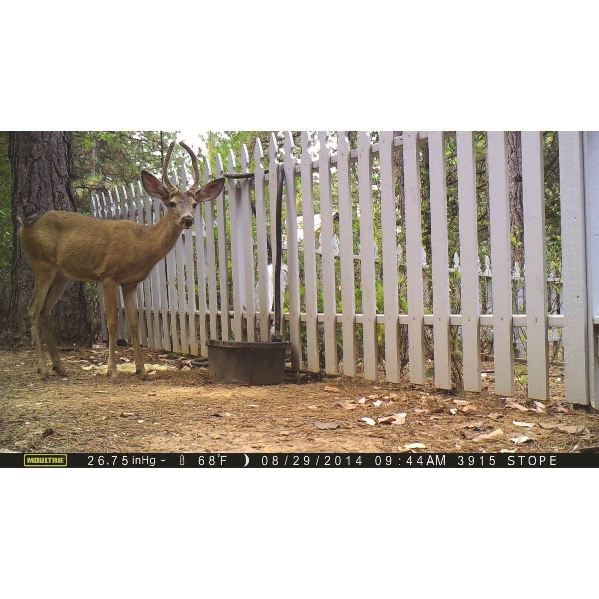 Moultrie Spy A-5 Gen2 5 MP Infrared Game Camera + Camera Candy Deer Attractant