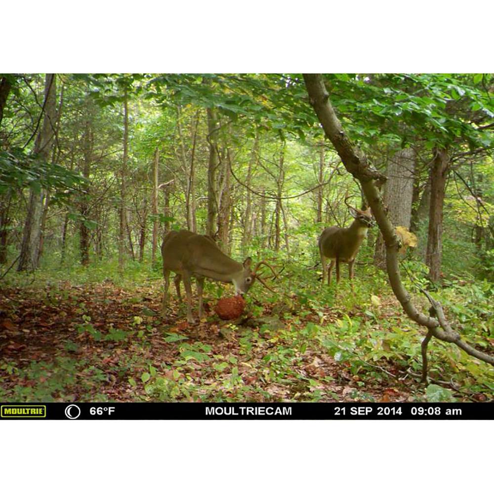Moultrie Game Spy A-5 Gen2 Infrared Game Camera + Feed Booster Deer Additive