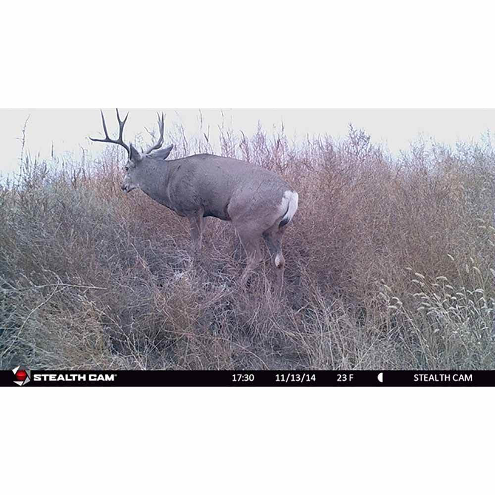 Stealth Cam 8MP Infrared Hunting Scouting Game Trail Camera w/ HD Video | G30